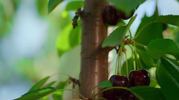 Gardener Harvesting Berry Closeup in Sunny Warm Day Vivid Green Tree on Farm