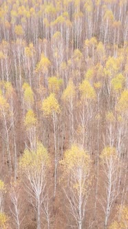 Vertical Video of a Beautiful Forest in the Afternoon Aerial View