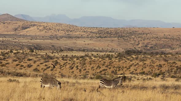 Cape Mountain Zebras In Natural Habitat