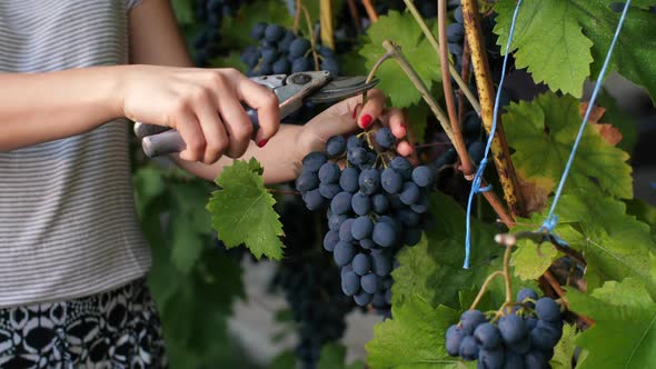 Woman Is Picking Grape