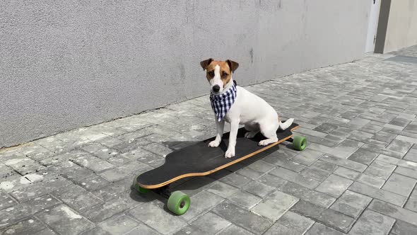 Jack Russell Terrier Dog Riding a Longboard