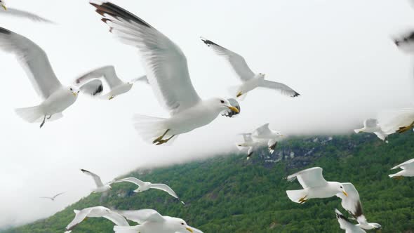 A Flock of Gulls Flies Off the Side of a Cruise Ship in the Background of the Fjords of Norway