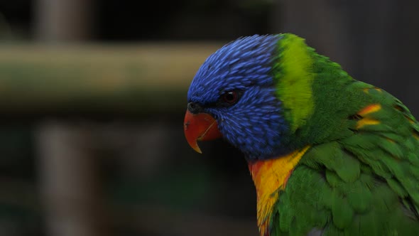 The Rainbow lorikeet (Trichoglossus moluccanus),a parrot found in Australia