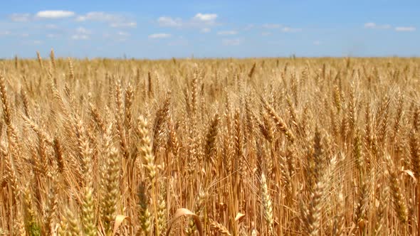 Wheat Ears on Field Under Blue Sky