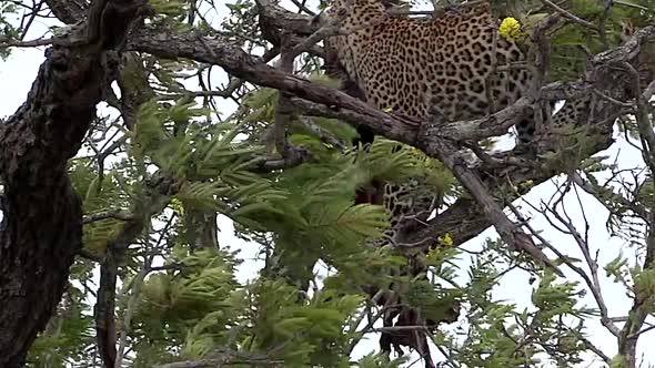 Female leopard moves around on branches in a tree with kill next to her. Wild blows through branches