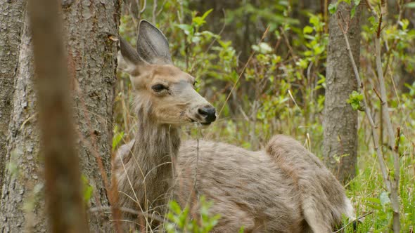 Deer regurgitating while relaxing in the forest