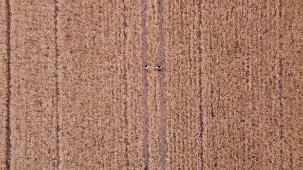 Aerial view of two female friends holding hands while walking through a wheat field together