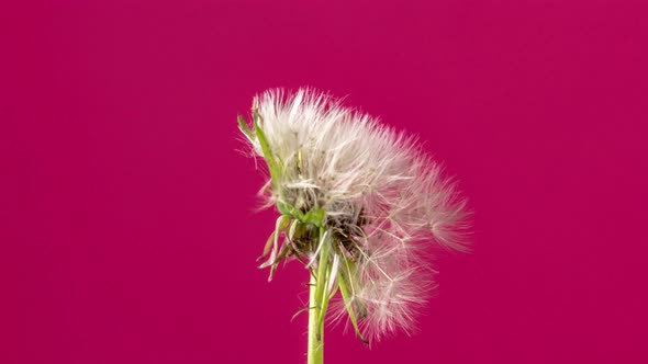 Dandelion Seed Blossom Timelapse on Red