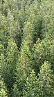 Aerial View of Trees in the Forest