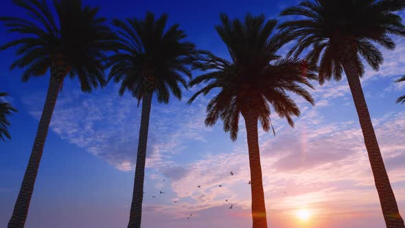 Driving Under Palm Trees In Sunset With Birds alt