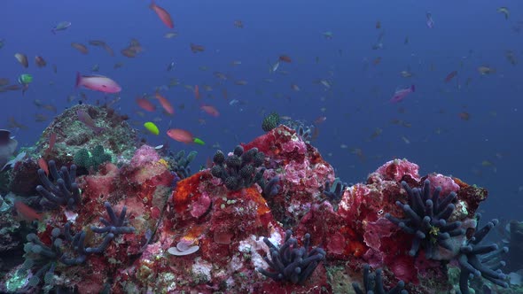 Colorful coral reef with corals and reef fishes in the Philippines.