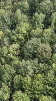 Aerial View of Trees in the Forest