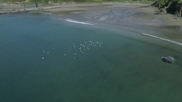 flock of birds flying, Caerhays beach in Cornwall England UK, aerial view