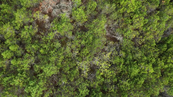 AERIAL: Medium Shot of Flying Over Pine Trees on Bright Day