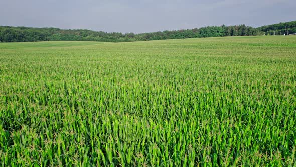 Drone Flies Over Green Agriculture Corn Field