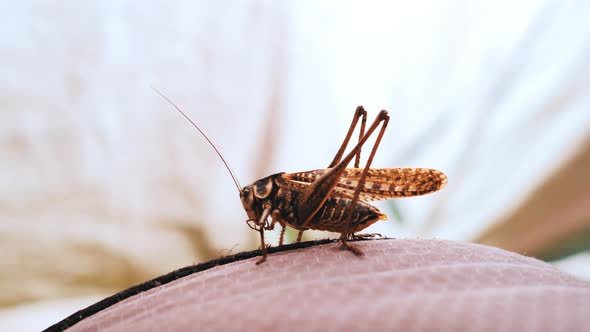 Insect Closeup Sits on White Background