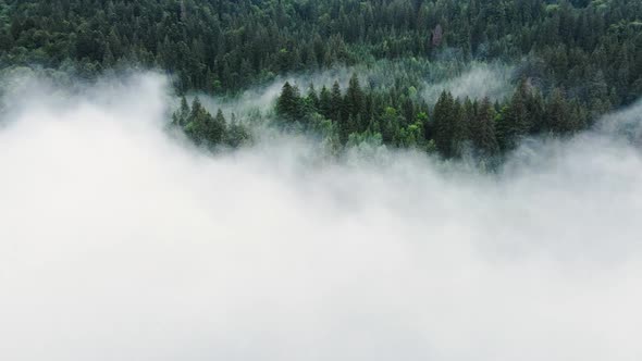 Clouds Over Treetops Mountain Forest in Rainy Weather with Fog and Mist Ecologically Clean and