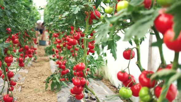 Harvesting Ripe Tomatoes in Greenhouse