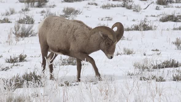 Bighorn sheep ram digging in the snow to find food to eat