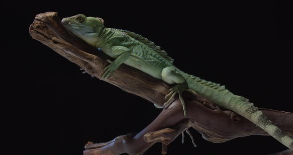 Lizard Iguana with Long Tail with Stripes is on Top of a Tree Branch