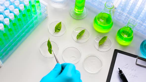 A Scientist Puts Green Leaves in a Petri Dish. Laboratory of Plant Genetic Modifications