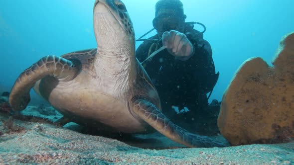 A sea turtle swims away from a scuba diver collecting information for a marine conservation project.
