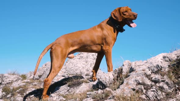 Hungarian Vizsla Dog at Mountain Peak in Sunny Day