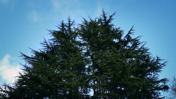 Strong Wind Moving Group Of Trees