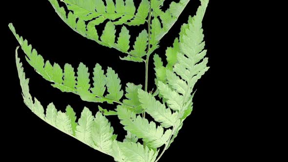 Time-lapse of drying Fern leaves