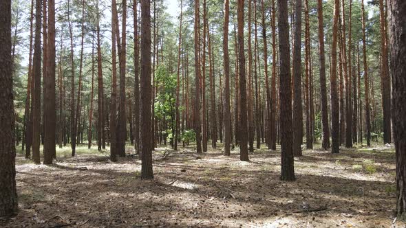 Landscape Inside the Forest with Pine Trees