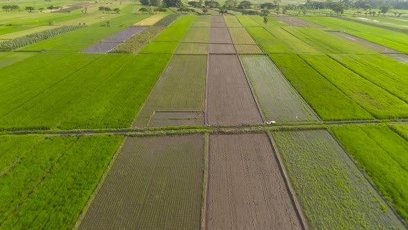 Rice Field and Agricultural Land in Indonesia