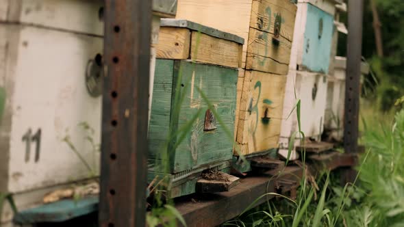 Bees on a Wooden Hive