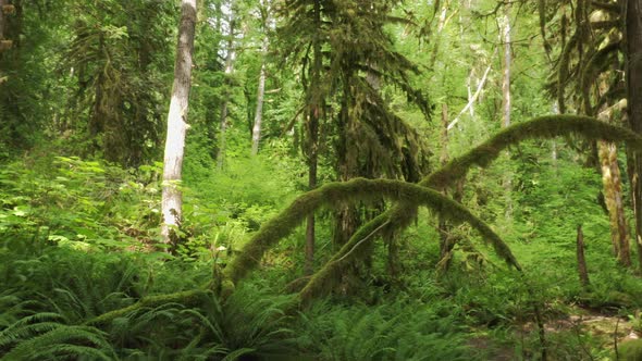 Beautiful Sunlight in Forest Aerial Footage Magical Greenery Scenic Rainforest