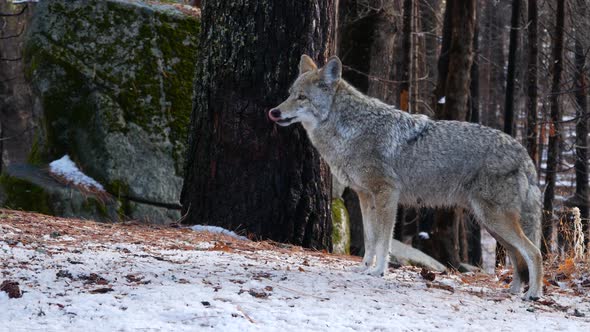 Wild Wolf Coyote or Coywolf Winter Snowy Fores California Wildlife Fauna USA