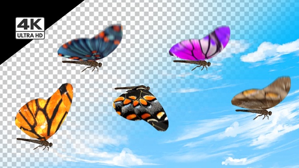 Butterfly Pack 4k