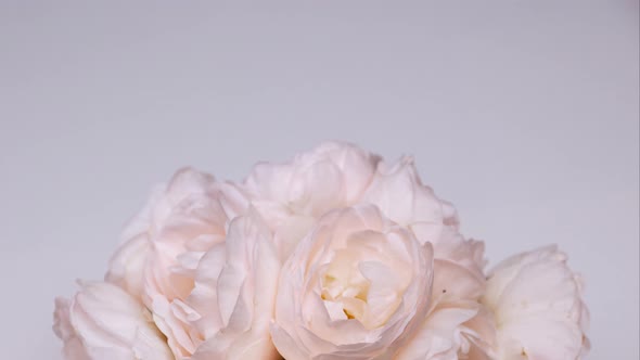 Timelapse of Blooming Pink Peony Bouquet. Flowers Opening Backdrop