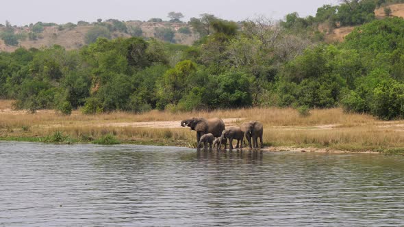 Herd Of African Elephants Drink Water From River At A Watering Hole