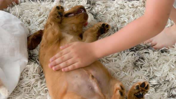 boy petting puppy stomach by hand