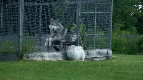 A Small White Fluffy Spitz Dog Looks at a Large Husky Dog