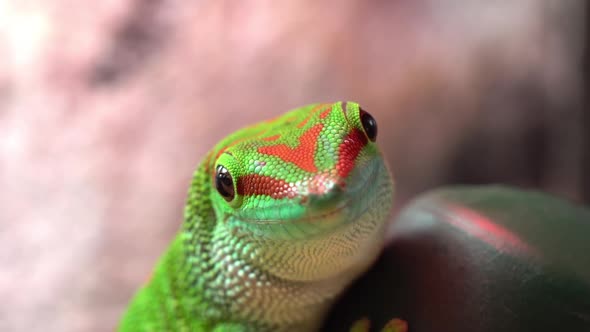 Giant day gecko licking drop of water off finger