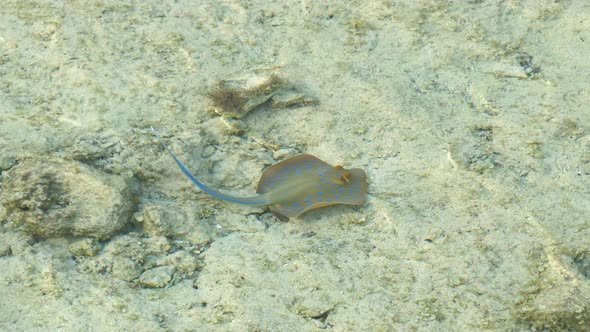 Bluespotted ribbontail ray, stingray, swimming on rocky, sandy seabed