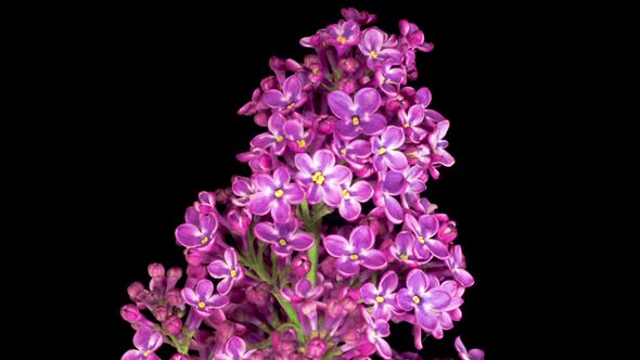 Beautiful Time Lapse of Opening Violet Flower of Lilac on a Black Background