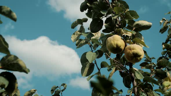 Quince Tree