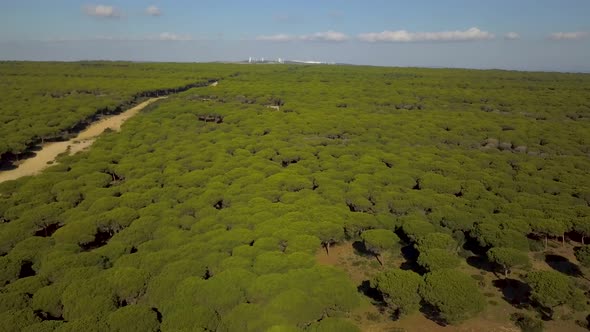 Aerial view of a big forest of pines the mediterranean coast of Spain.