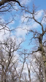 Vertical Video of the Forest with Trees Without Leaves