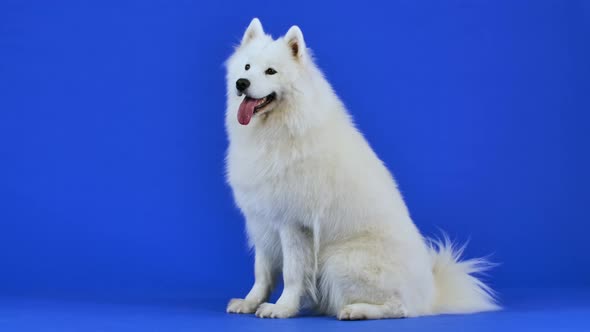 The Purebred Samoyed Spitz Sits in Full Growth with His Tongue Sticking Out Licks His Lips and Barks