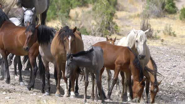 Herd of wild horses standing in the dry desert