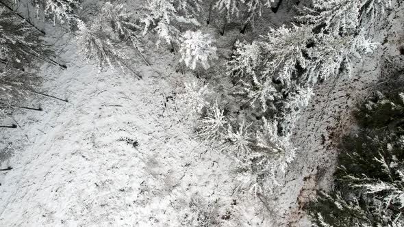 Topdown drone shot of frozen pine tree forest during a hoar frost covering everything.