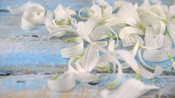 White chamomile petals drops on light blue vintage wooden background. Summer theme. Slow motion.