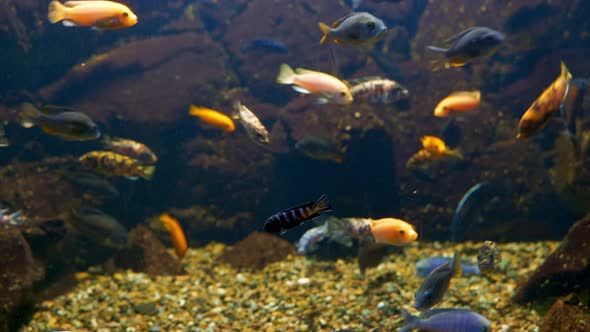 Aquarium Fishes Dark Blue Fish in Aquarim